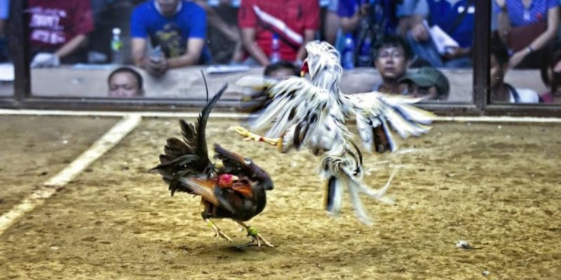 68 win qq88 bắn cá