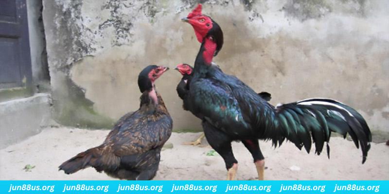 68 win casino hồ tràm có cho người việt vào không